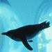 Penguins frolic at the nearby Mystic Aquarium