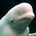 Get up close and personal with Beluga whales at the nearby Mystic Aquarium